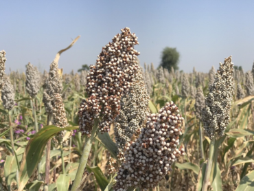 Unfair Crop Pricing in Sudan: A Crisis for Farmers and Human Rights
