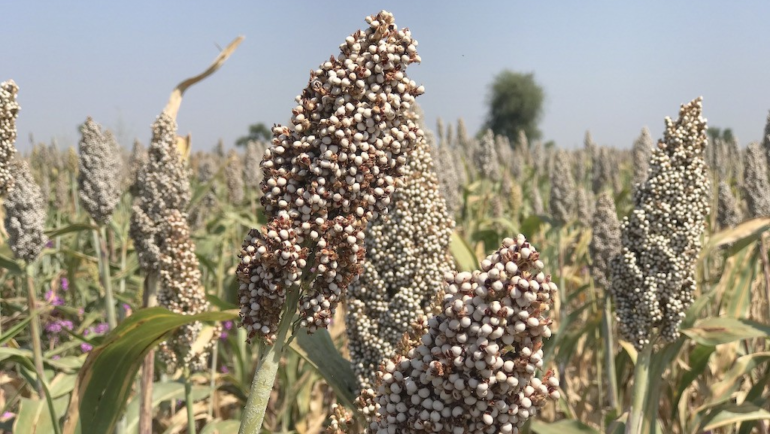 Unfair Crop Pricing in Sudan: A Crisis for Farmers and Human Rights